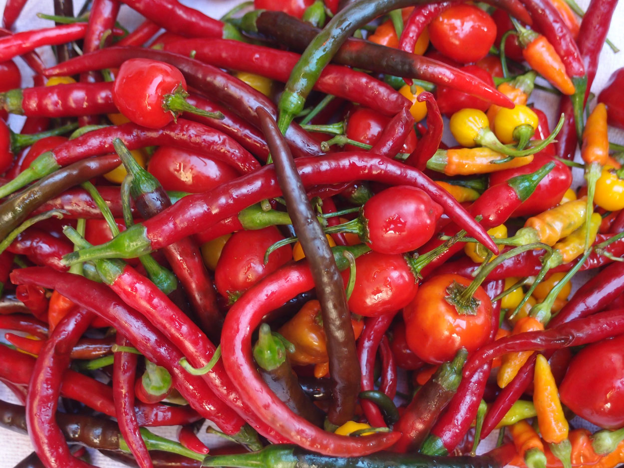 2016-01-26 Pimentas 1 + 2 (Foto)